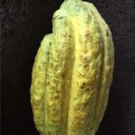 60x40BannerMeetChocolate Taste Belize Tours c 150x150