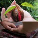 Chocolate   Spiceversion2 PNG Taste Belize Tours c 150x150