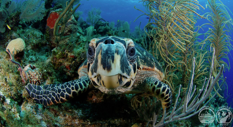 tourist in placencia belize