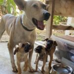 430055813 779330004224936 3729878250640167161 n 150x150